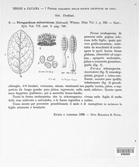 Phragmidium mucronatum image